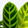 Gestreept blad van de zebrapauw